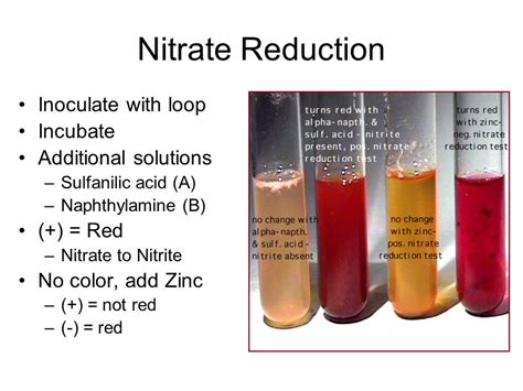 nitrate reduction test positive|Nitrate Reduction Test: Objective, Principle, Procedure And .